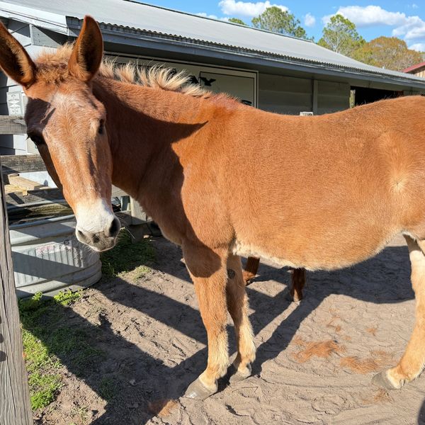 A brown mule standing outdoors near a stable on a sunny day.