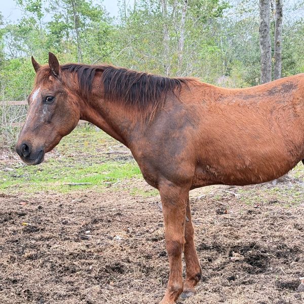 A brown horse standing in a muddy field with trees in the background.