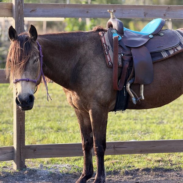A saddled brown horse standing beside a wooden fence in a green field.