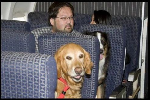 dogtravelflight.jpg