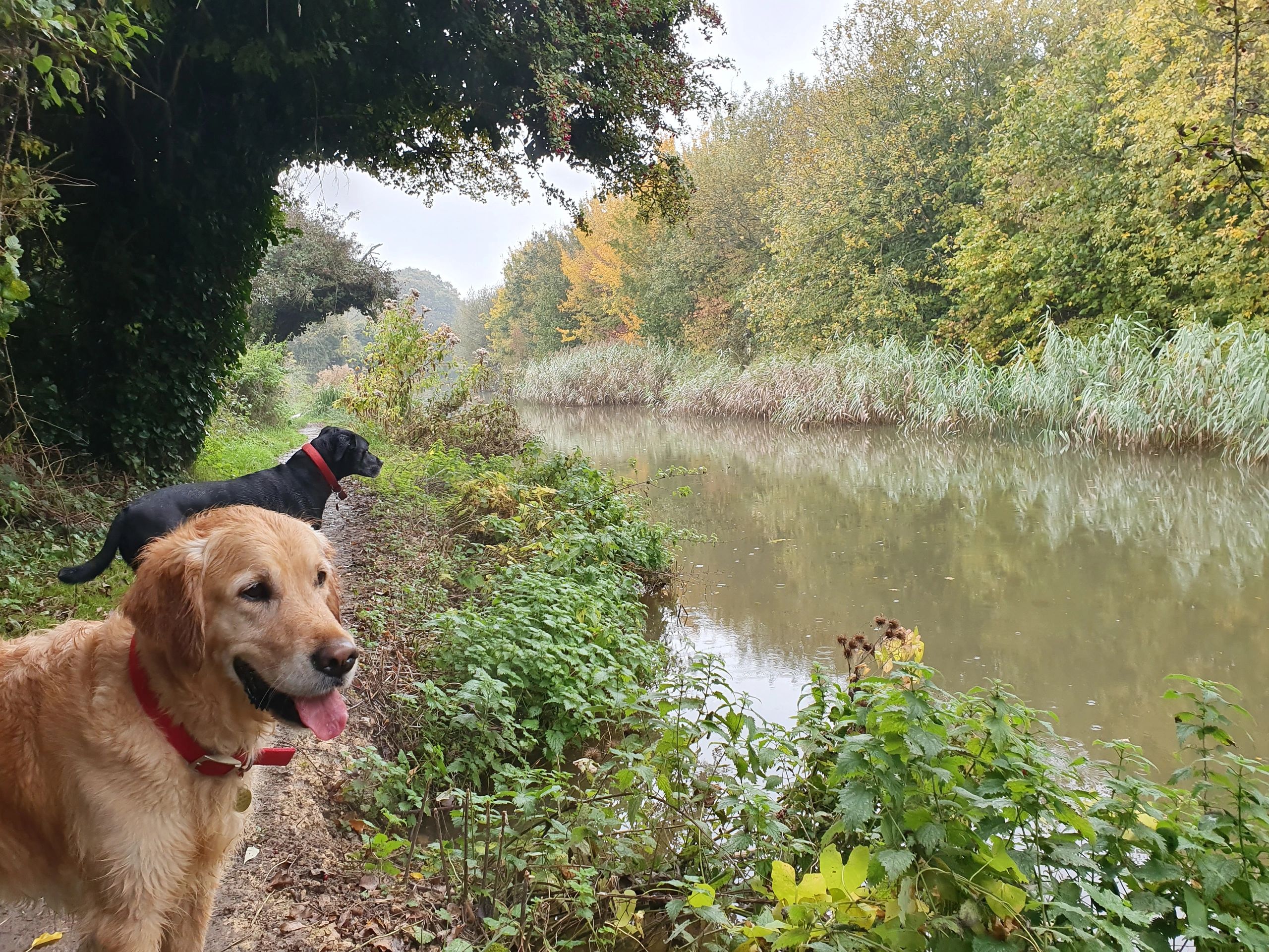 Oxford Dog Hotel Day Care, Boarding & Training