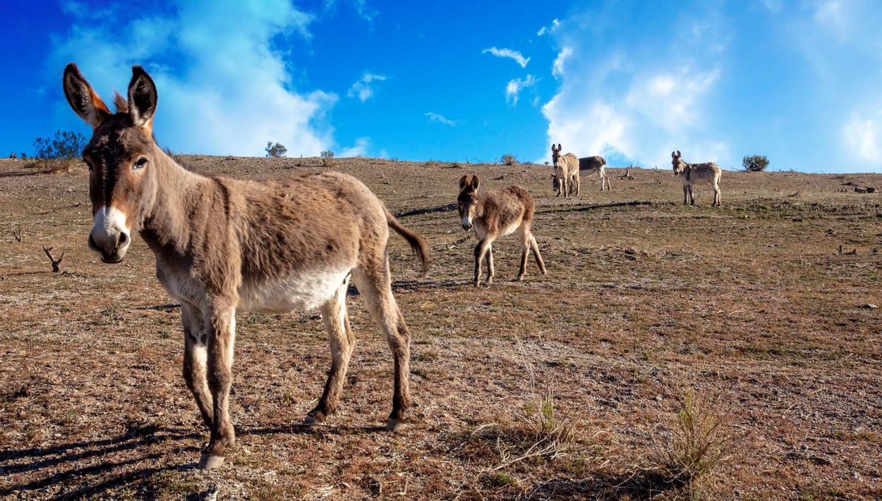 In Nevada, wild burros are just about as common as ordering up a Pendleton at a backcountry bar. To 