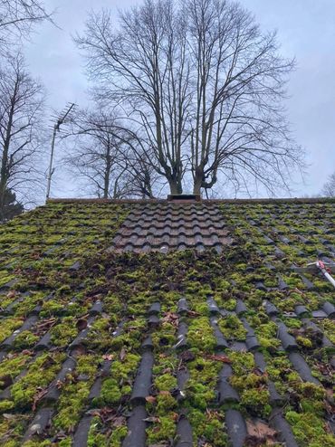 remove roof moss and treatment
