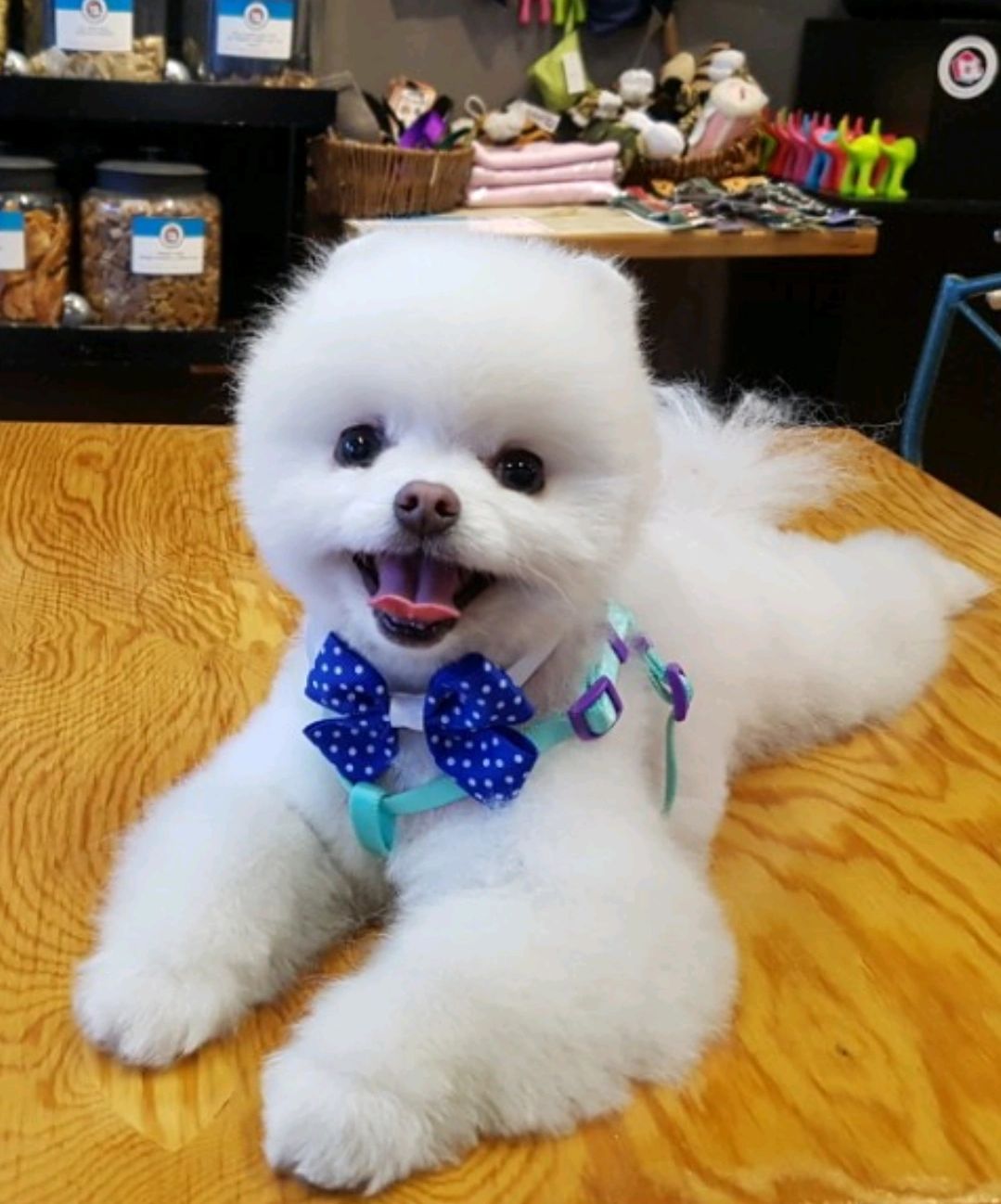 Dear My Puppy dog grooming listing photo