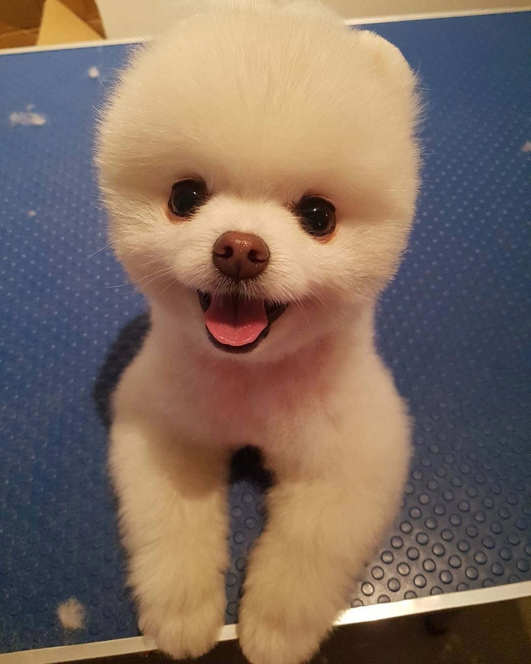 Dear My Puppy Dupont dog grooming listing photo