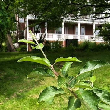 Idared Apple Tree located in Washington Park in Albany, NY 