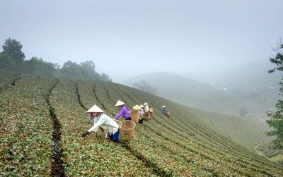 Workers in traditional hats harvesting crops on misty hillside fields.