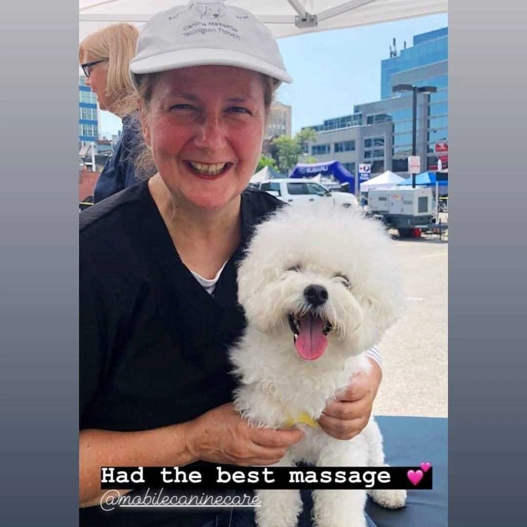 Benefits of Canine Massage For All Dogs