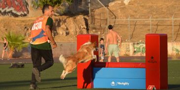 Dusty, our competition border collie competing in Greece.