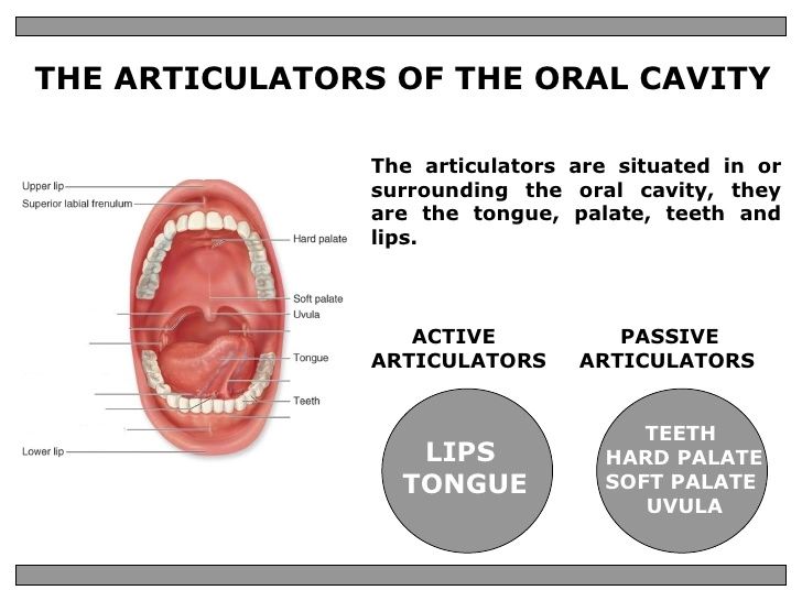Articulation for Speaking and Singing. The Shape Of Your Sound.