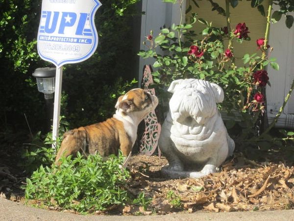 AKC English bulldog puppies for sale in Texas