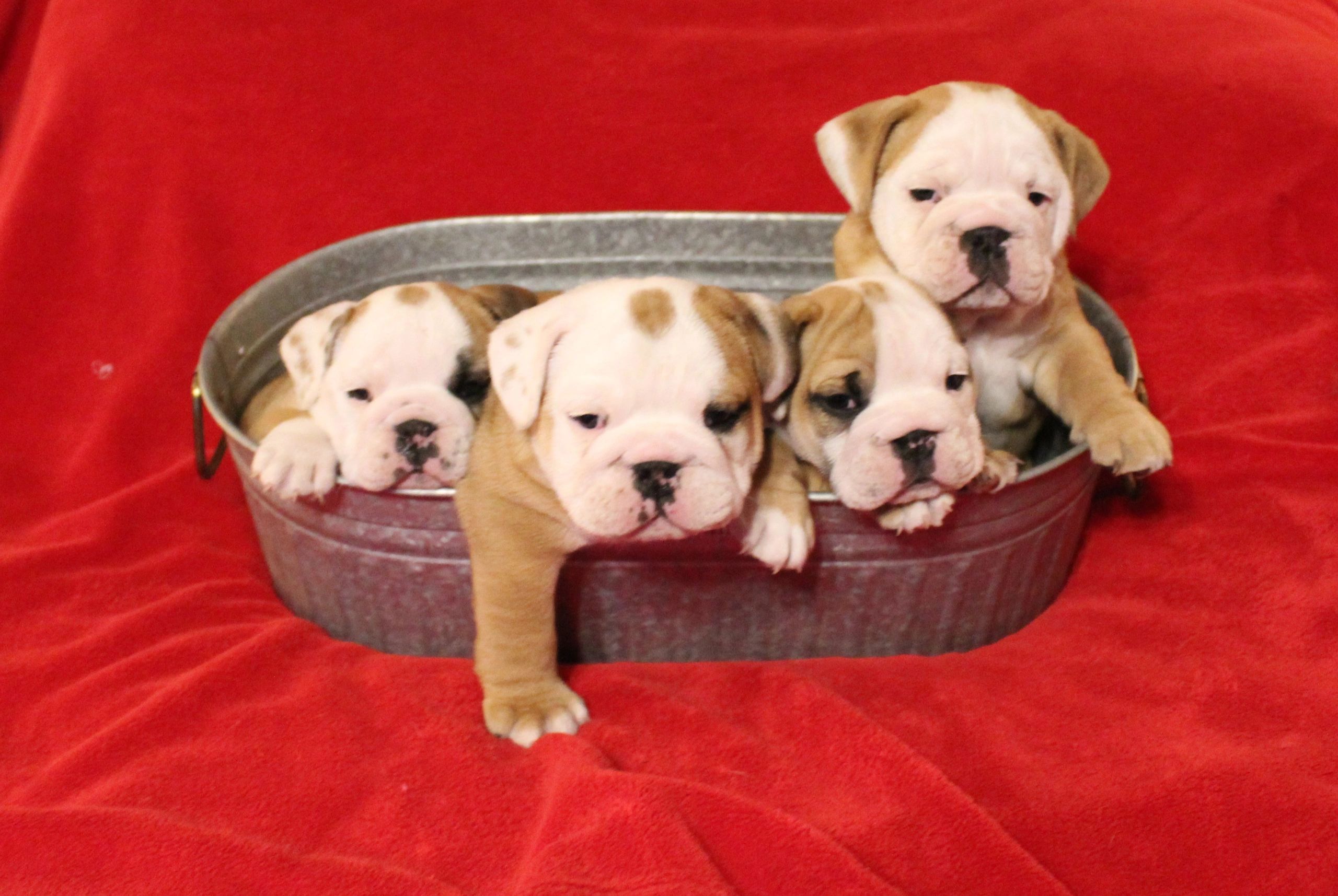 AKC English bulldog puppies for sale in Texas. Texas English bulldog breeder. AKC standard English b