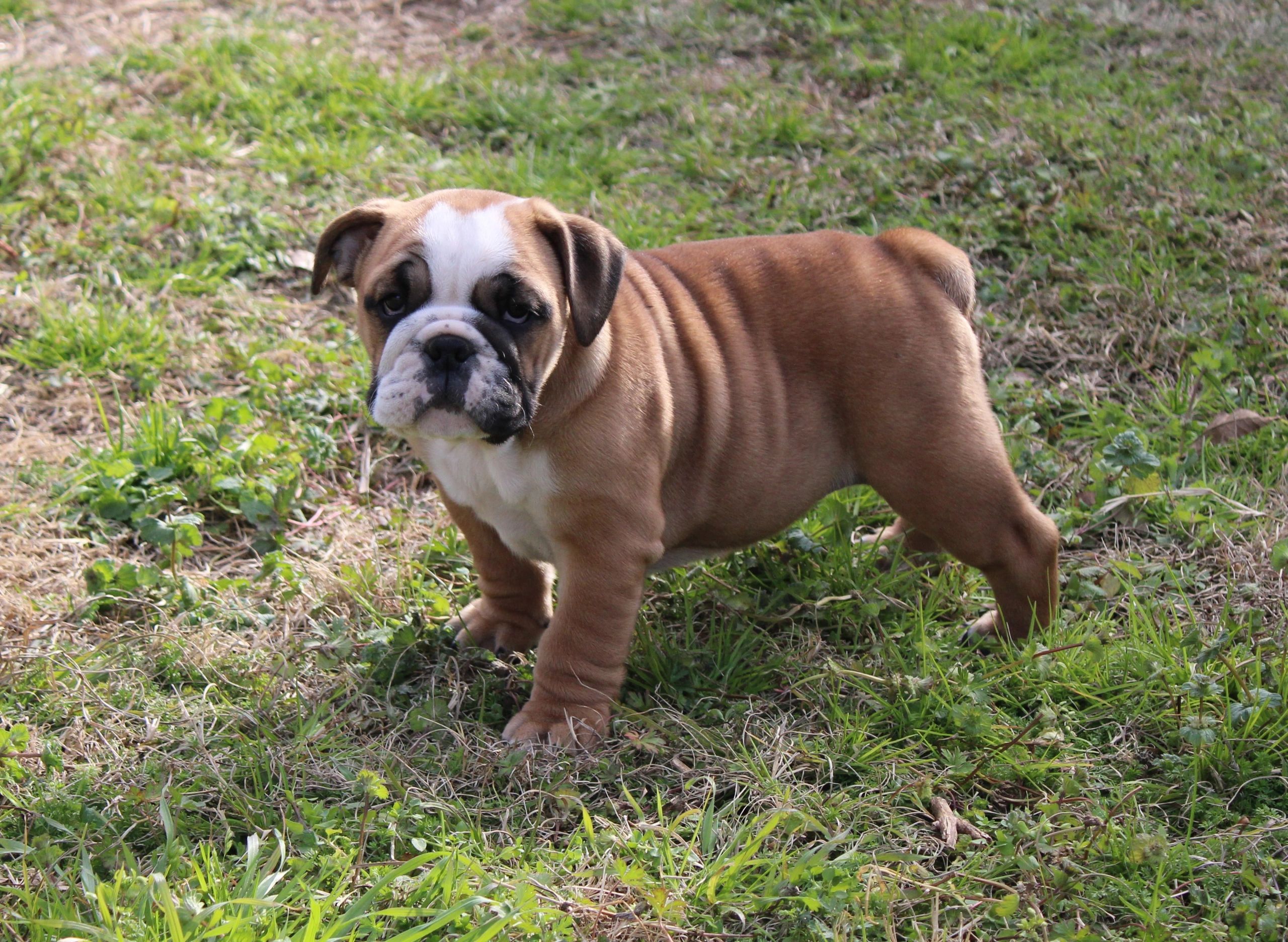 Rough House Bullies English Bulldog Puppies, English Bulldog
