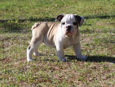 AKC English bulldog puppies for sale in Texas
