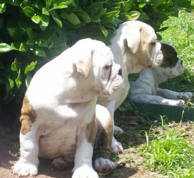 AKC standard english bulldog puppies for sale in Texas