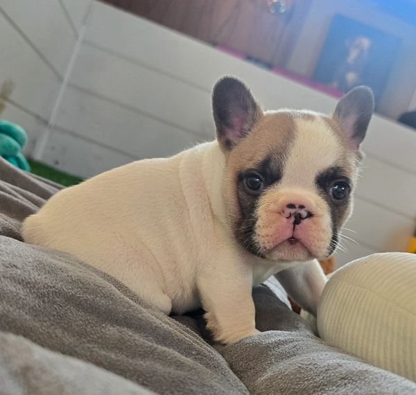 Male pied coco fawn french bulldog frenchie for sale