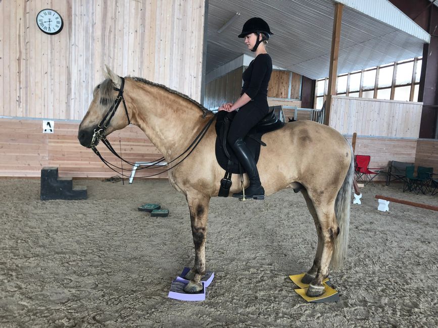 Sure Foot Equine Stability Pads Sure Foot Pads Australia Sure Foot