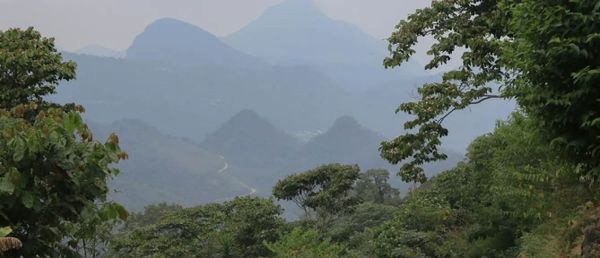 Laotian Paksong Hills Typica Variety - 8oz Whole Bean