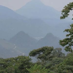 Laotian Paksong Hills Gesha - 8oz Whole Bean