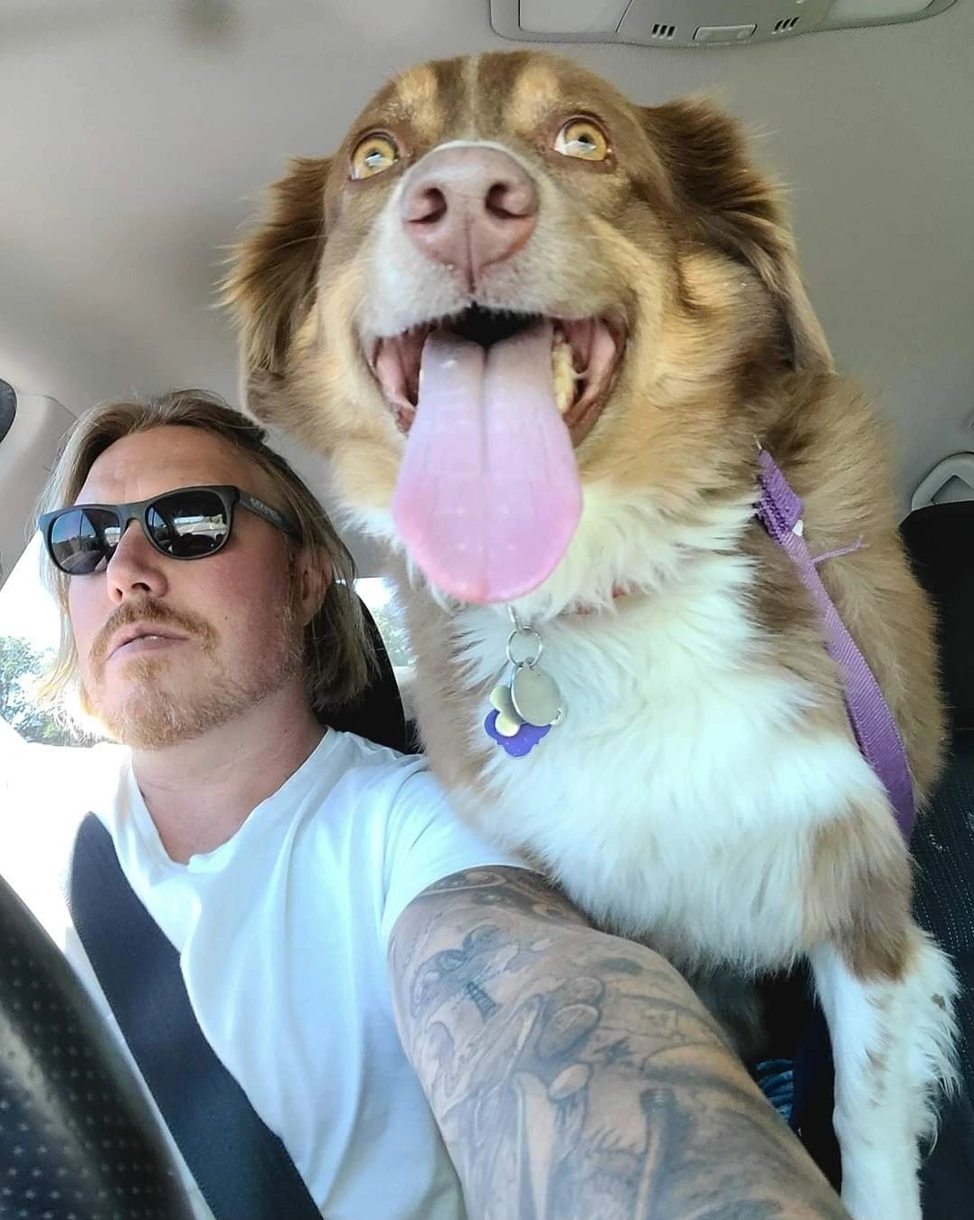 Indoor Kennels in Hagerstown, Maryland All Star K9