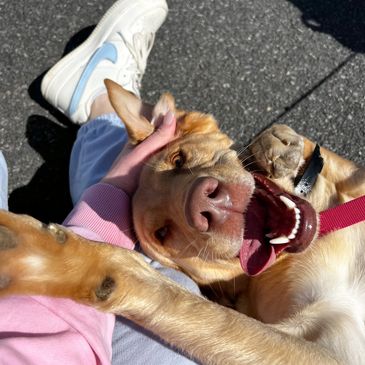 Happy dog lying on someone's lap, enjoying a sunny day outside.