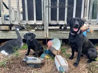 Candlewood kennels clearance