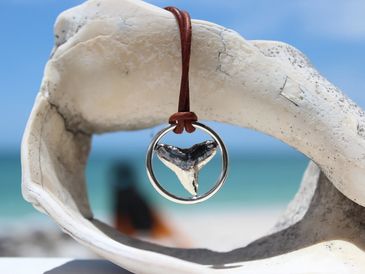 Aaron Willoughby Shark Tooth Jewelry