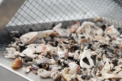 Shells and Shark Teeth in a shark tooth sifter similar to shark frenzy sifter 