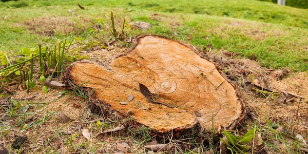 stump removal Myrtle Beach area tree stump grinding and tree stump removal service