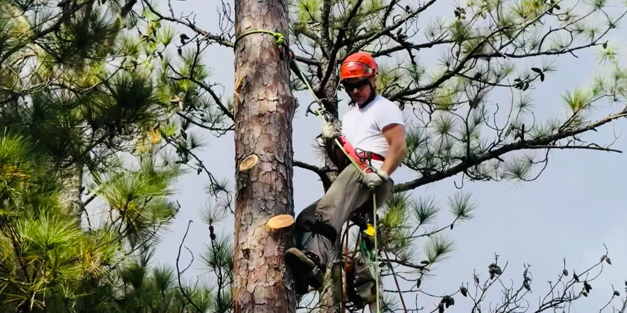 Tree Service Myrtle Beach | High Tide Tree Service: professional tree care services, including tree 