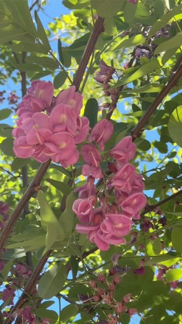 Clusters of pink flowers on a tree branch against a blue sky.