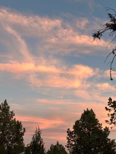 Evening sky with pink clouds above trees.