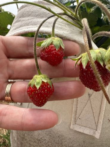 Fresh strawberries growing and held by a hand.