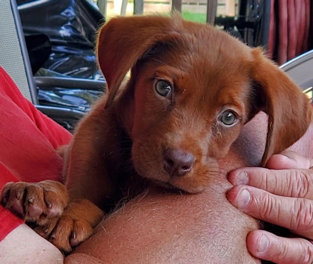 05/17/2021 - 07/20/2021 Airsong's Princess Sparkle Butt..."Sparky"  8 week old Vizsla/Bloodhound mix