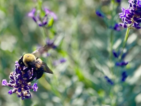 Closeup of giant bumblebee on a lavendar bloom. Copyright Solediligence.com 2023