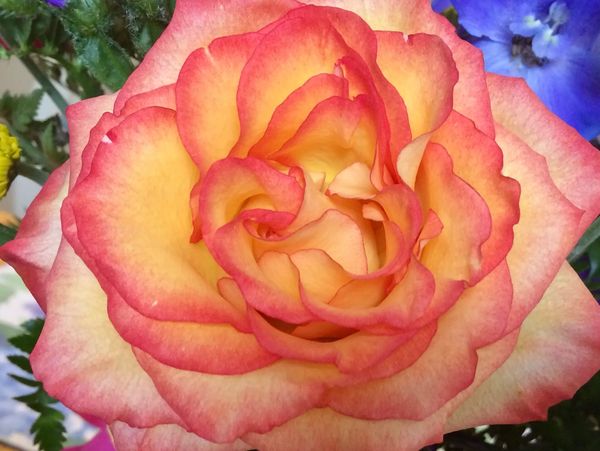 Closeup of a peach-tipped yellow rose in perfect full bloom. Copyright Solediligence.com 2023