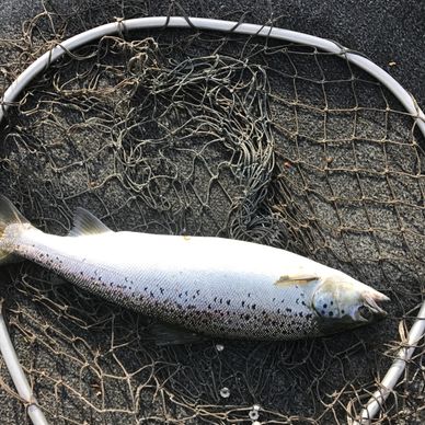 Fat landlocked salmon taken trolling on Maine lake with Maine Guide Outfitter.