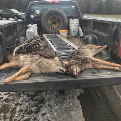A couple coyotes taken from a Maine Guide Outfitter elevated Banks blind in a field in Central Maine
