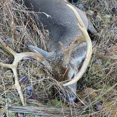 Trophy whitetail deer harvested by Maine Guide Outfitter client hunting from a Banks Blind in a mead