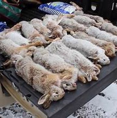 Come with Maine Guide Outfitter to hunt rabbit (snowshoe hare) with experienced hounds. 