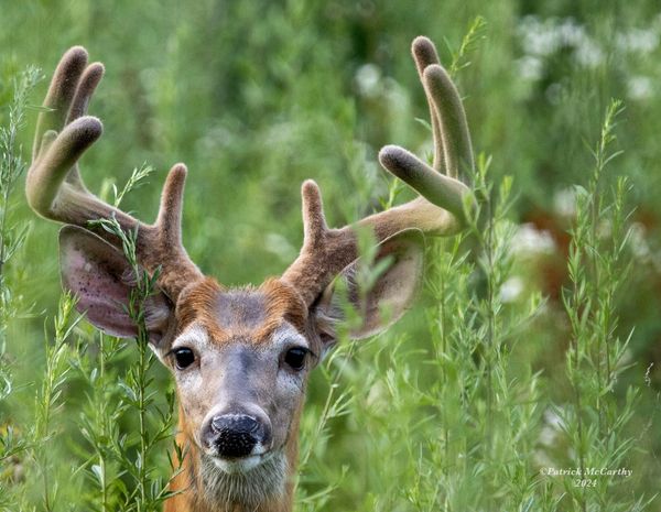 Whitetail Deer Buck

Central MA, 2023