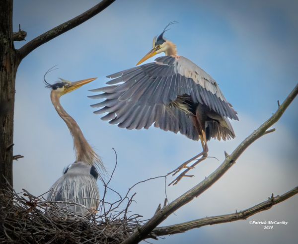 "Heron Hug"
A Great Blue Heron Returns to its nest and partner. 