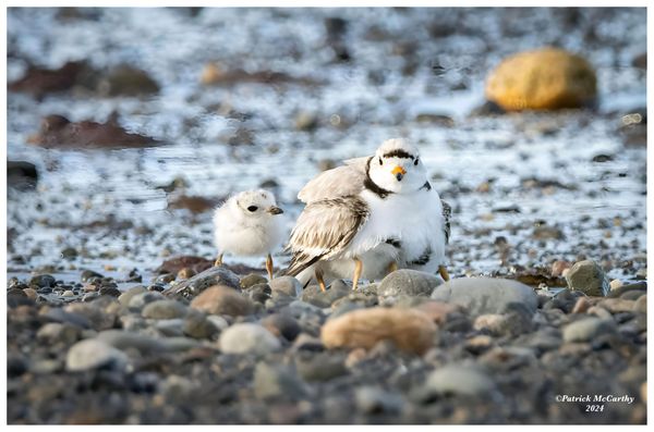 Piping Plover Family. Look Closer: There a 4 Plovers in this photo!

Massachusetts Coast, 2024