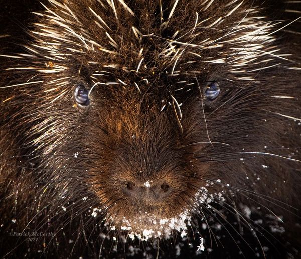 "Nugget" The Porcupine. Central MA, Feb 2024