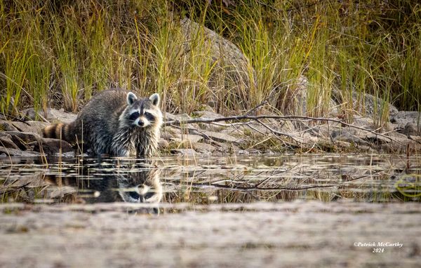 A Raccoon foraging for shellfish. 
Central Maine, October 2024
