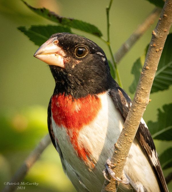 A visit from the stunning Rose Breasted Grosbeak. 