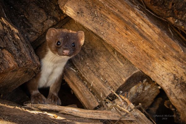 An elusive Stoat (Short-tailed Weasel) sneaks a peak from a woodpile.

Central MA, October 2024