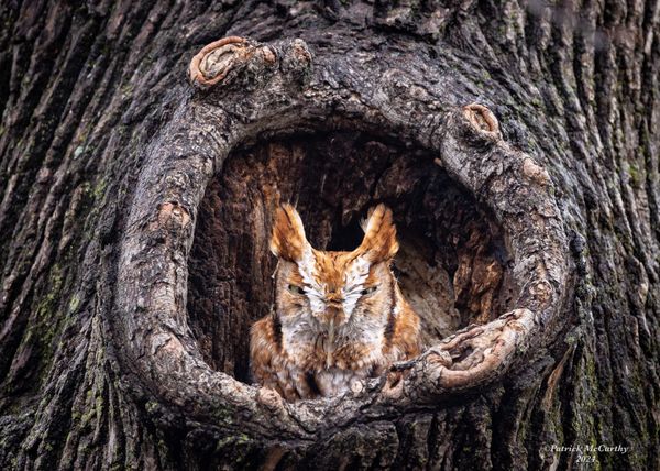 "Muppet" Roufus Eastern Screech Owl 

Central MA, December 2024