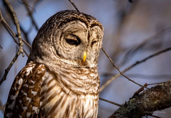 Barred Owl

Massachusetts Coast 2024