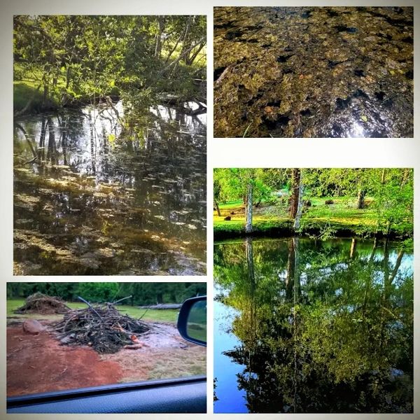 Pond restoration cleanup service salem oregon